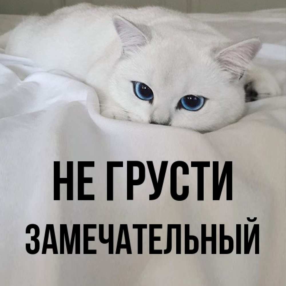 Открытка на каждый день с именем, Замечательный Не грусти Голубоглазая кошка Прикольная открытка с пожеланием онлайн скачать бесплатно 