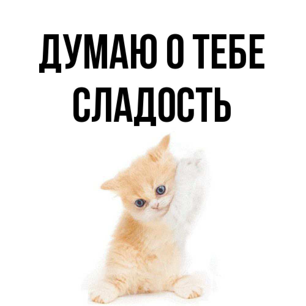 Открытка на каждый день с именем, Сладость Думаю о тебе зверушки и милота Прикольная открытка с пожеланием онлайн скачать бесплатно 