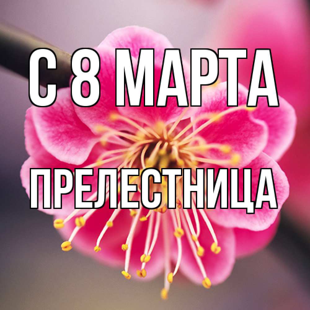 Открытка на каждый день с именем, пpелестница C 8 МАРТА цветы Прикольная открытка с пожеланием онлайн скачать бесплатно 