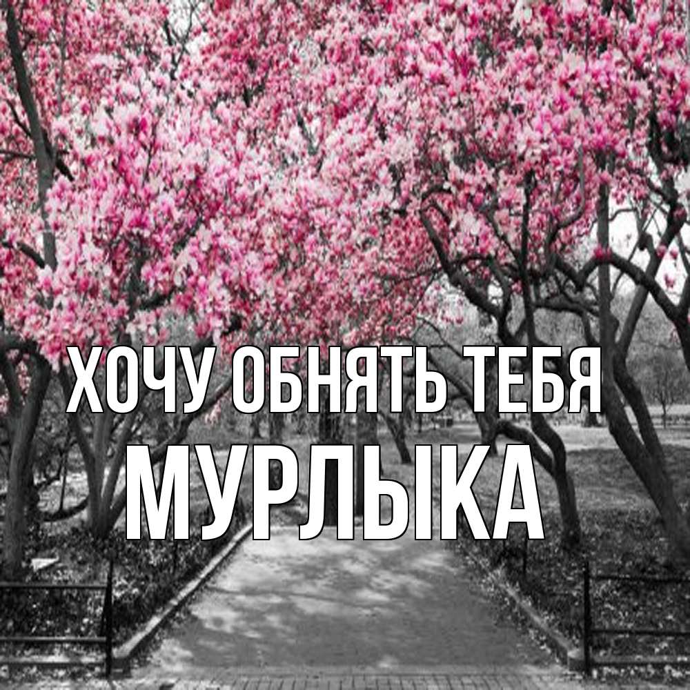 Открытка на каждый день с именем, мурлыка Хочу обнять тебя обработанное фото Прикольная открытка с пожеланием онлайн скачать бесплатно 