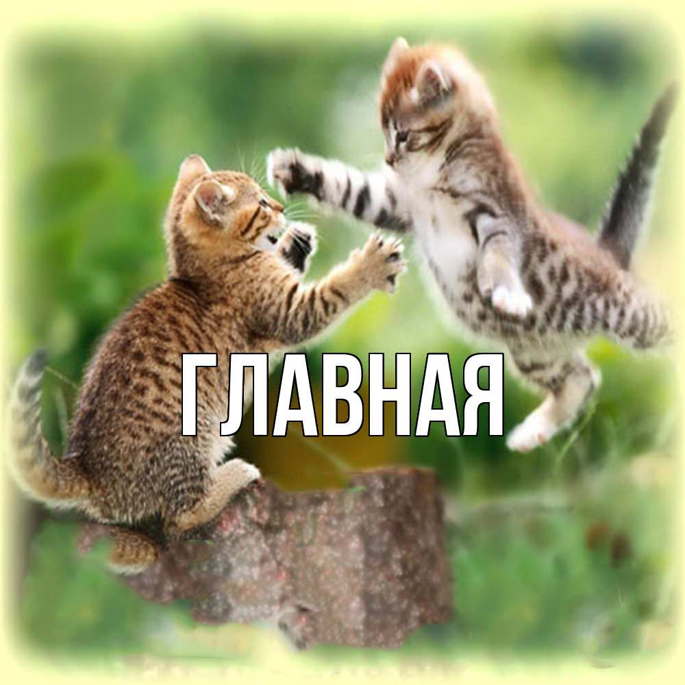 Открытка на каждый день с именем, настя Главная игры котят Прикольная открытка с пожеланием онлайн скачать бесплатно 
