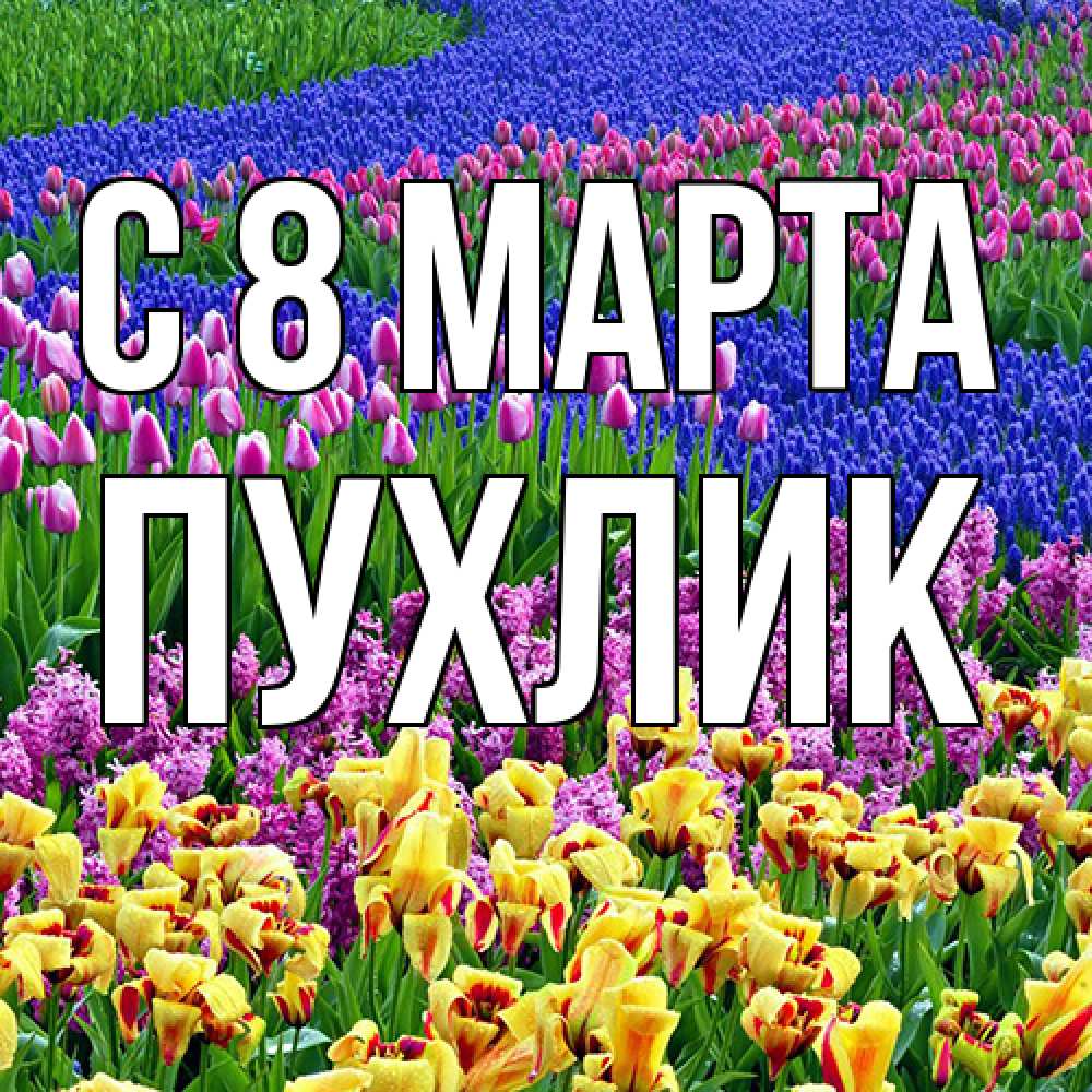 Открытка на каждый день с именем, пухлик C 8 МАРТА цветы Прикольная открытка с пожеланием онлайн скачать бесплатно 