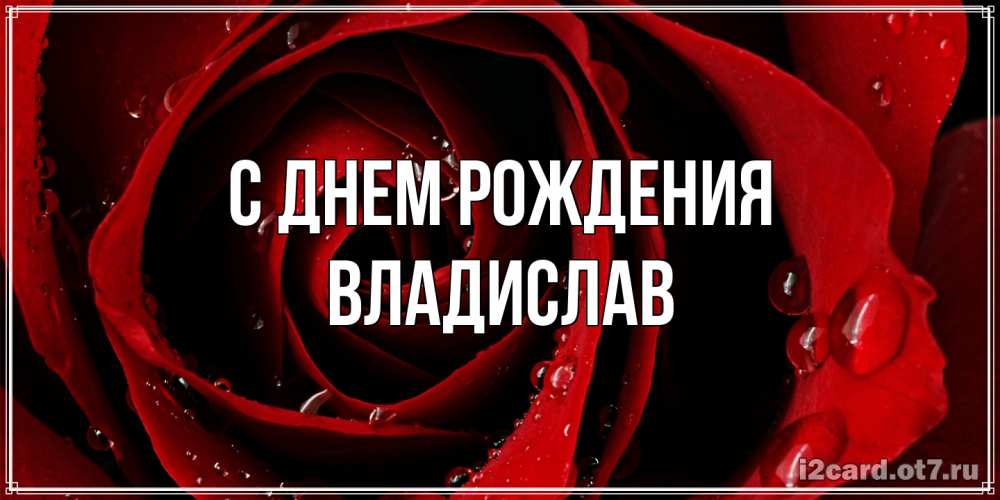 Открытка на каждый день с именем, Владислав С днем рождения крупная бордовая роза Прикольная открытка с пожеланием онлайн скачать бесплатно 