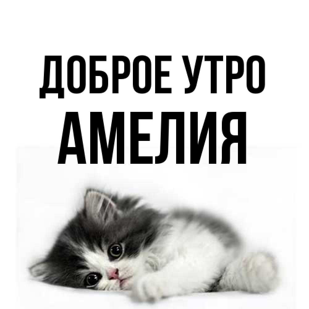 Открытка на каждый день с именем, Амелия Доброе утро кот лапки Прикольная открытка с пожеланием онлайн скачать бесплатно 
