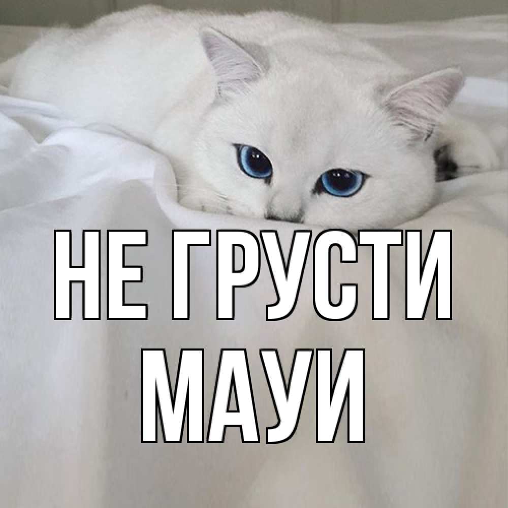 Открытка на каждый день с именем, Мауи Не грусти белый кот с голубыми глазами на белоснежной кровати Прикольная открытка с пожеланием онлайн скачать бесплатно 