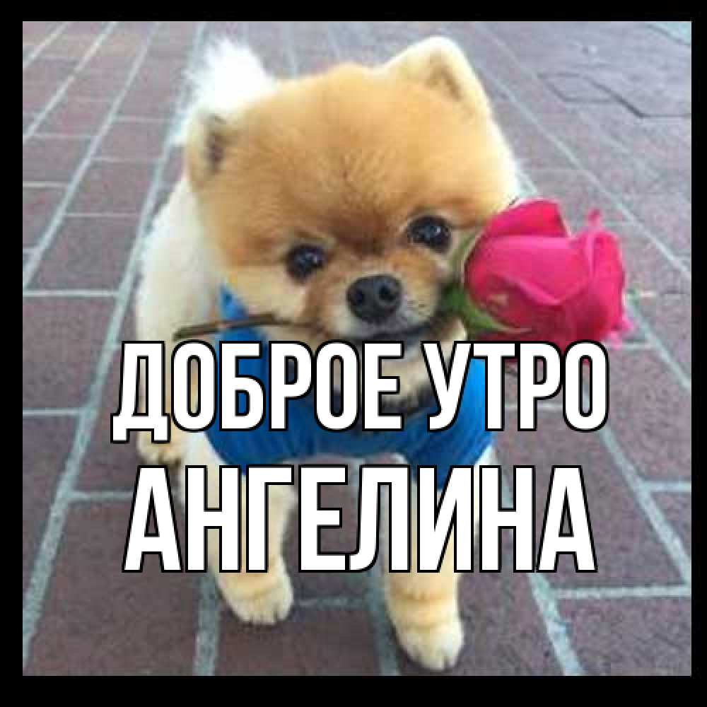 Открытка на каждый день с именем, Ангелина Доброе утро роза в зубах Прикольная открытка с пожеланием онлайн скачать бесплатно 