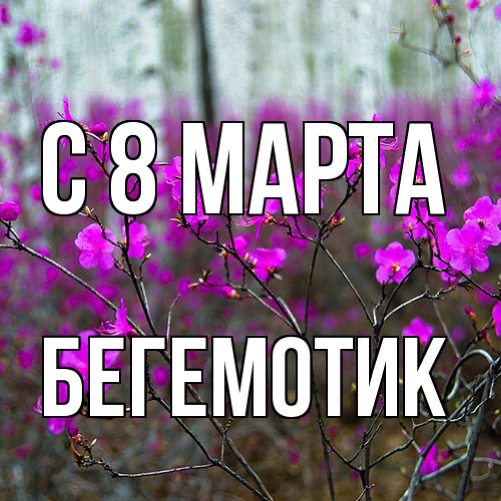 Открытка на каждый день с именем, Бегемотик C 8 МАРТА дикие цветы Прикольная открытка с пожеланием онлайн скачать бесплатно 