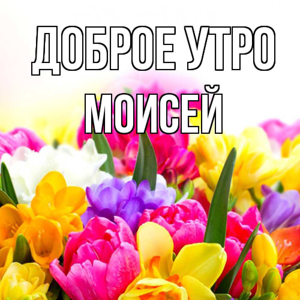 Открытка на каждый день с именем, Моисей Доброе утро создать открытку со свое подписью Прикольная открытка с пожеланием онлайн скачать бесплатно 
