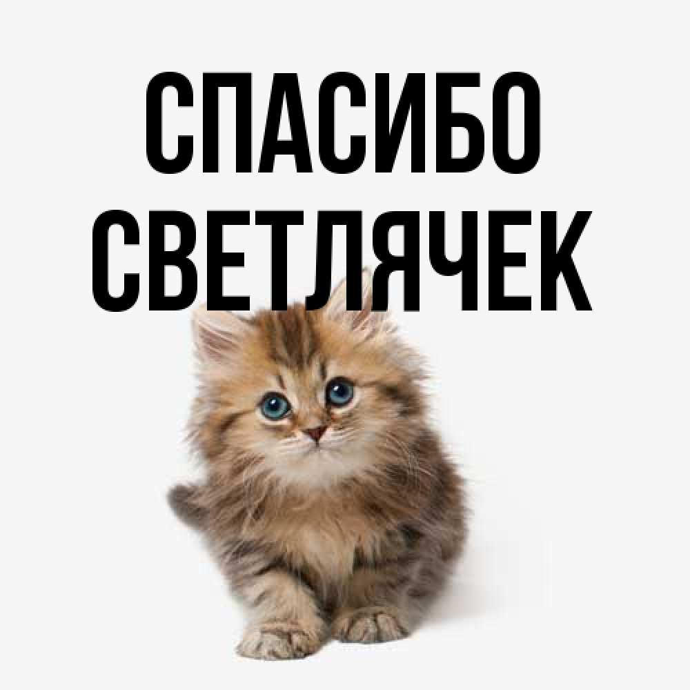 Открытка на каждый день с именем, Светлячек Спасибо пушистый котик Прикольная открытка с пожеланием онлайн скачать бесплатно 