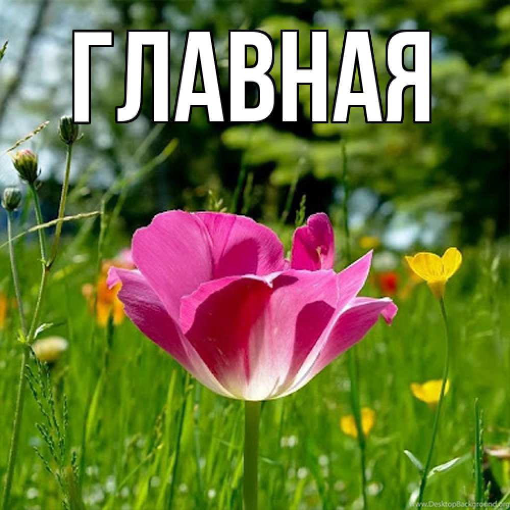 Открытка на каждый день с именем, настя Главная полевые цветы Прикольная открытка с пожеланием онлайн скачать бесплатно 