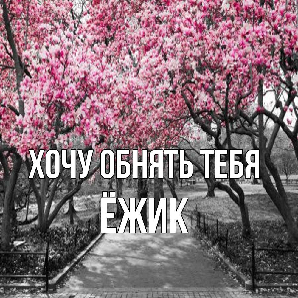 Открытка на каждый день с именем, Ёжик Хочу обнять тебя обработанное фото Прикольная открытка с пожеланием онлайн скачать бесплатно 