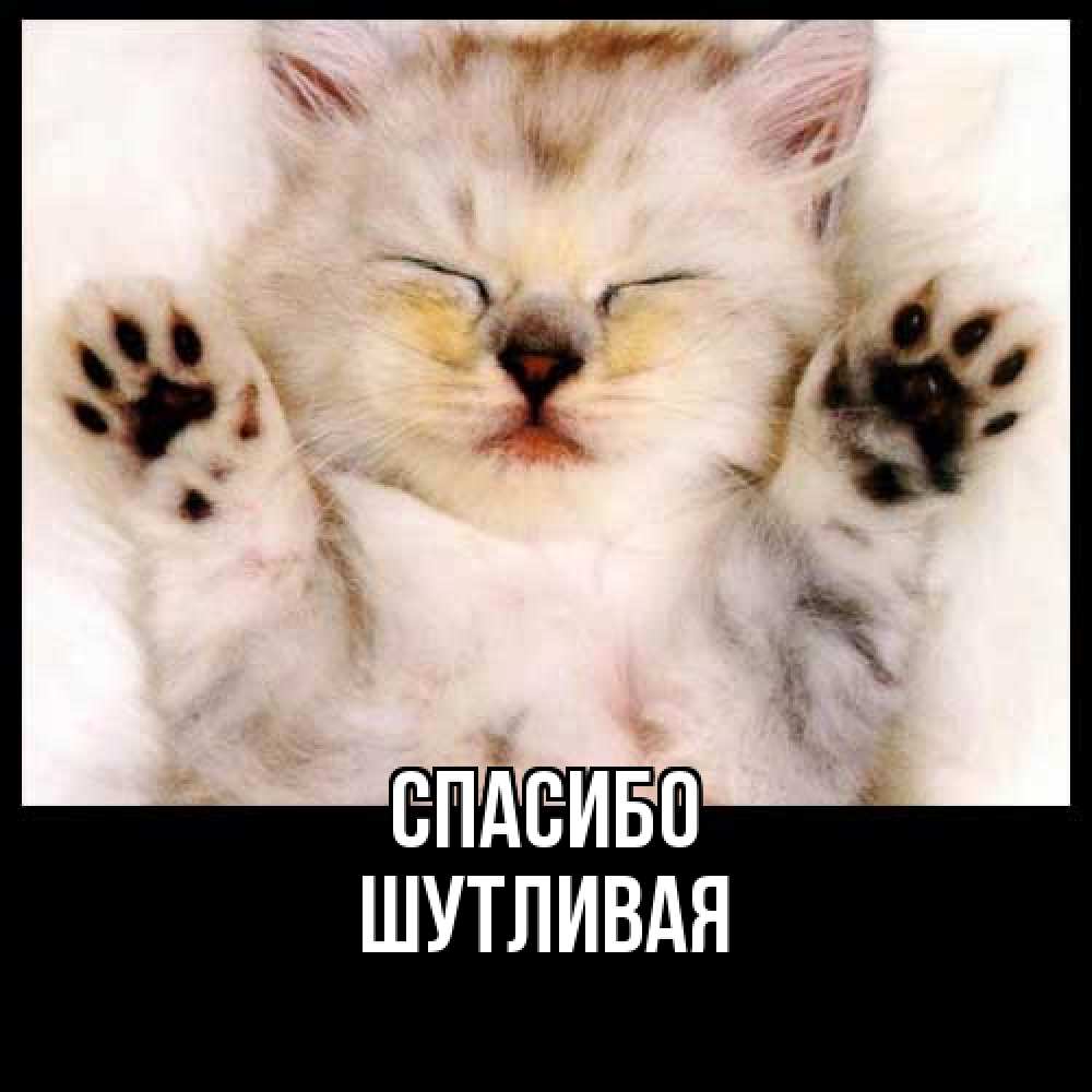 Открытка на каждый день с именем, Шутливая Спасибо маленький котенок Прикольная открытка с пожеланием онлайн скачать бесплатно 