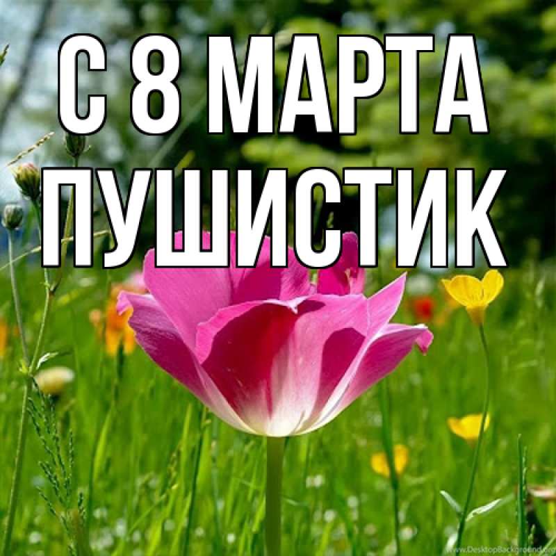 Картинка C 8 МАРТА, Пушистик