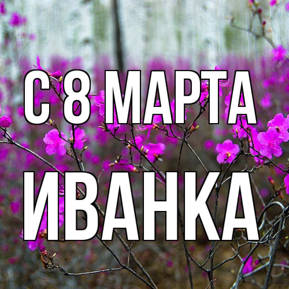 Открытка на каждый день с именем, Иванка C 8 МАРТА дикие цветы Прикольная открытка с пожеланием онлайн скачать бесплатно 