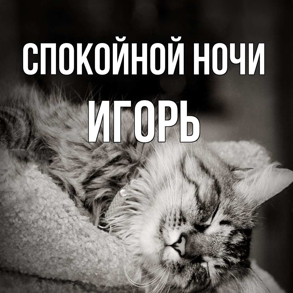 Открытка на каждый день с именем, Игорь Спокойной ночи котярик пушистый Прикольная открытка с пожеланием онлайн скачать бесплатно 