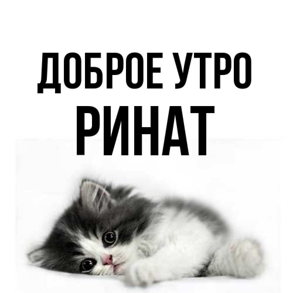 Открытка на каждый день с именем, Ринат Доброе утро кот лапки Прикольная открытка с пожеланием онлайн скачать бесплатно 