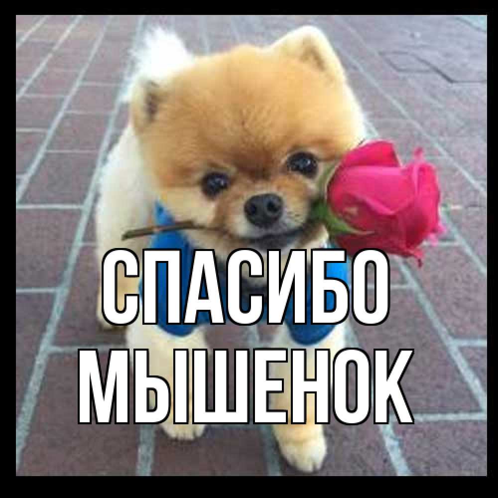 Открытка на каждый день с именем, Мышенок Спасибо спасибо и дарю тебе цветок Прикольная открытка с пожеланием онлайн скачать бесплатно 
