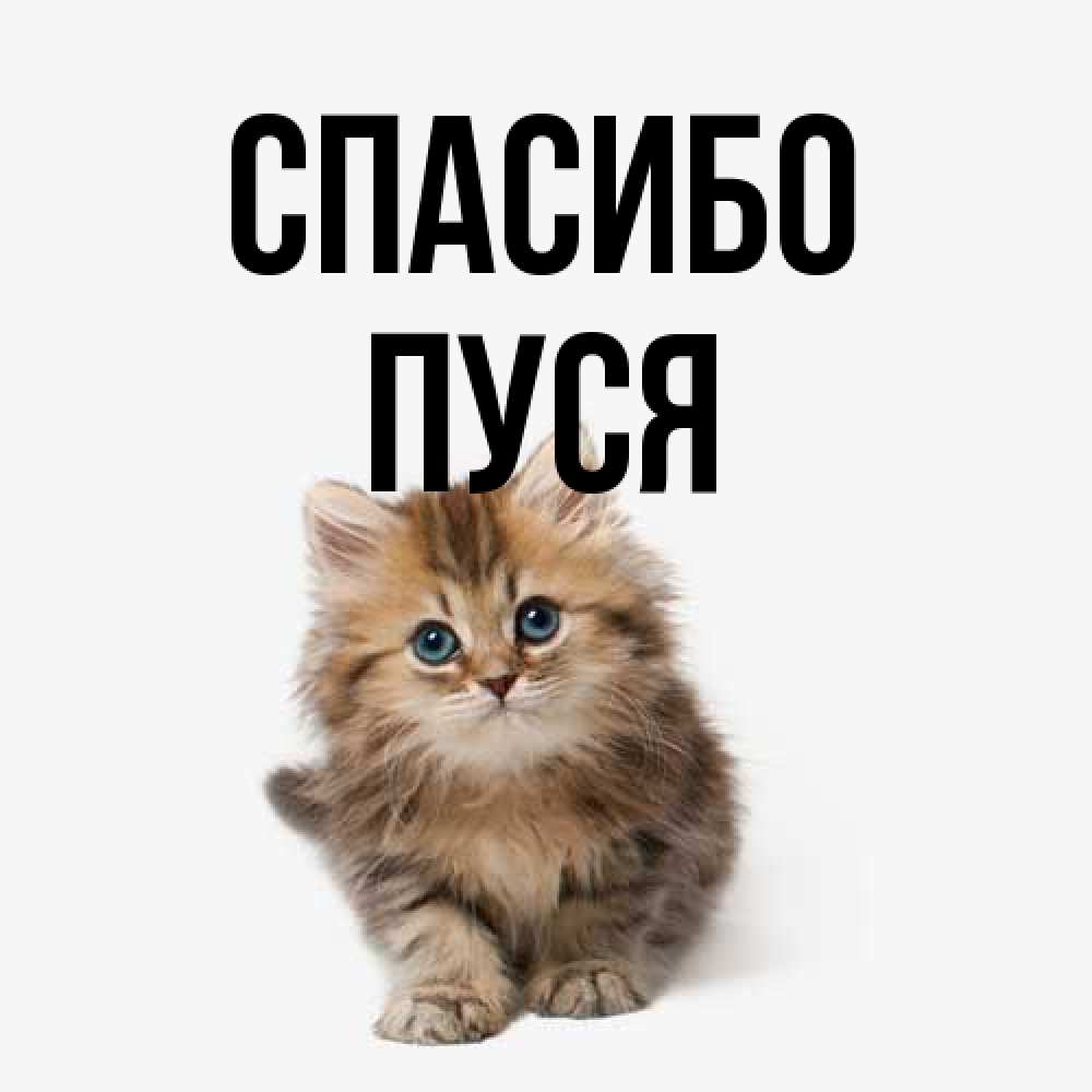 Открытка на каждый день с именем, Пуся Спасибо пушистый котик Прикольная открытка с пожеланием онлайн скачать бесплатно 