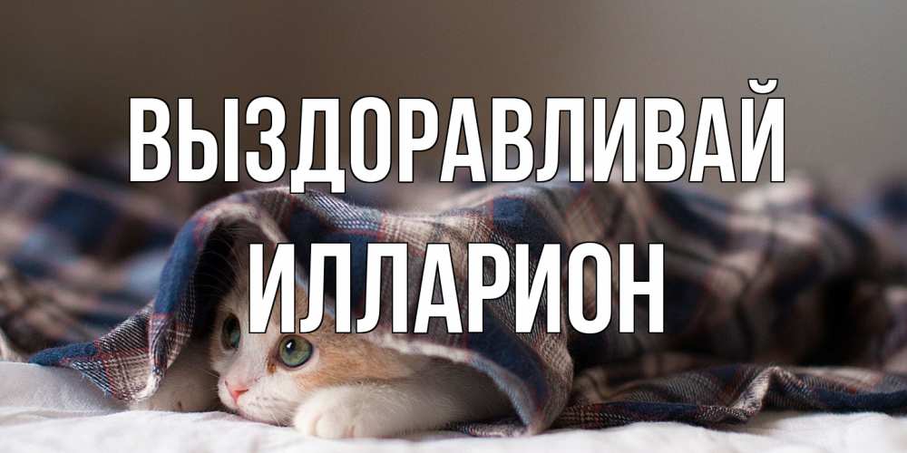 Открытка на каждый день с именем, Илларион Выздоравливай не болейте с котиком Прикольная открытка с пожеланием онлайн скачать бесплатно 