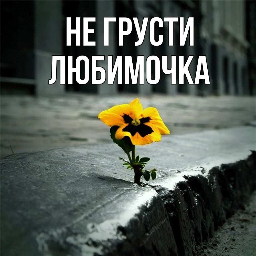 Открытка на каждый день с именем, Любимочка Не грусти не сдавайся Прикольная открытка с пожеланием онлайн скачать бесплатно 