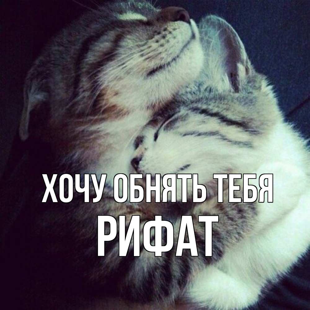 Открытка на каждый день с именем, Рифат Хочу обнять тебя полосатики Прикольная открытка с пожеланием онлайн скачать бесплатно 