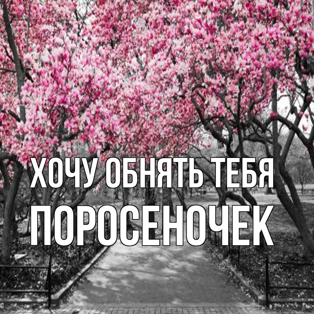 Открытка на каждый день с именем, поросеночек Хочу обнять тебя обработанное фото Прикольная открытка с пожеланием онлайн скачать бесплатно 