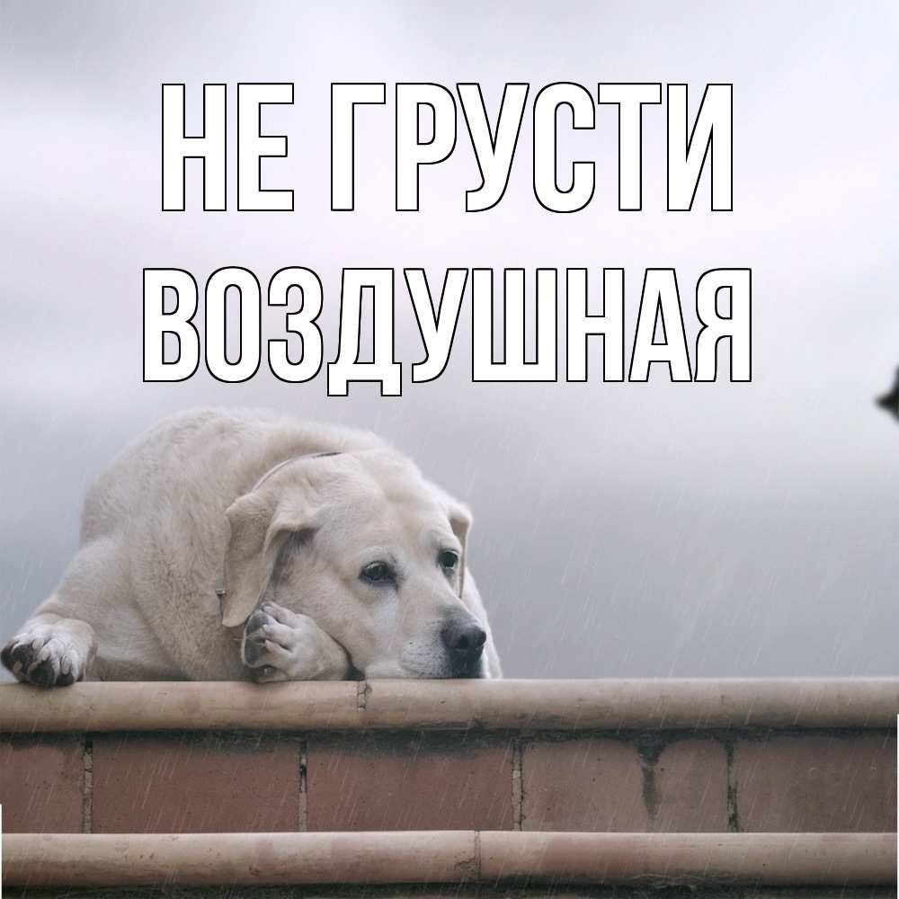 Открытка на каждый день с именем, воздушная Не грусти белый пес 1 Прикольная открытка с пожеланием онлайн скачать бесплатно 