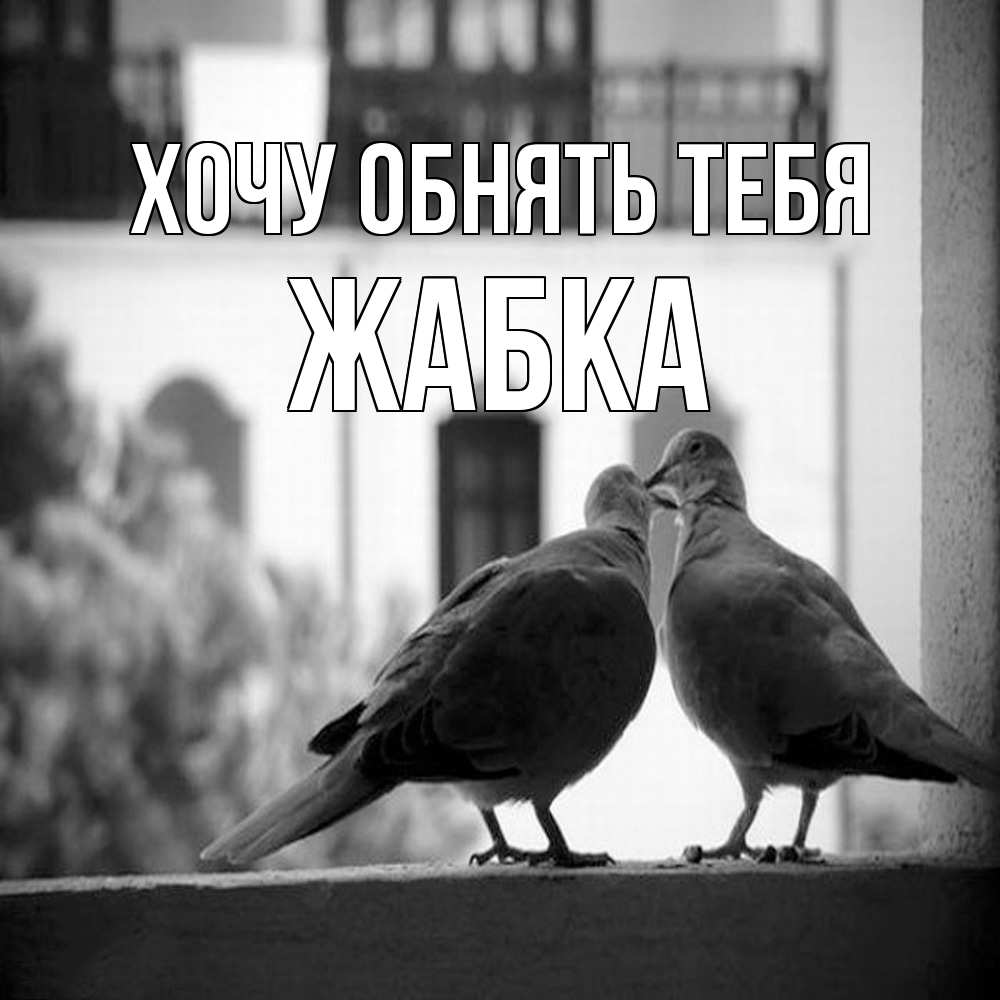 Открытка на каждый день с именем, Жабка Хочу обнять тебя птицы на подоконнике Прикольная открытка с пожеланием онлайн скачать бесплатно 