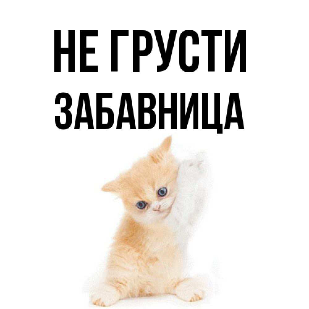 Открытка на каждый день с именем, Забавница Не грусти просящий кот Прикольная открытка с пожеланием онлайн скачать бесплатно 