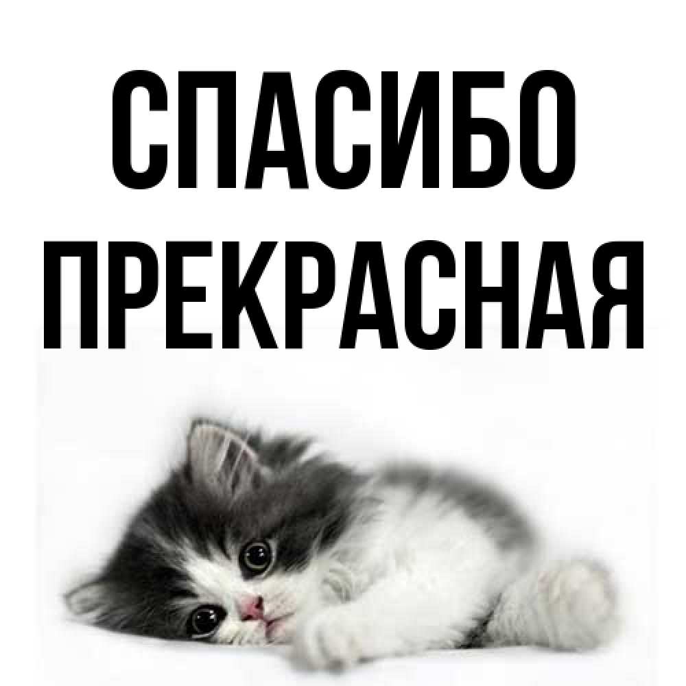 Открытка на каждый день с именем, Пpекpасная Спасибо черный и белый кот Прикольная открытка с пожеланием онлайн скачать бесплатно 