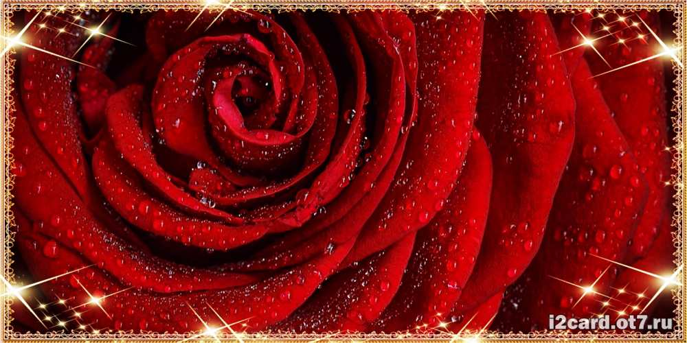 Открытка на каждый день с именем, Станислав С днем рождения роса на розе блестящая в лучах солнца Прикольная открытка с пожеланием онлайн скачать бесплатно 