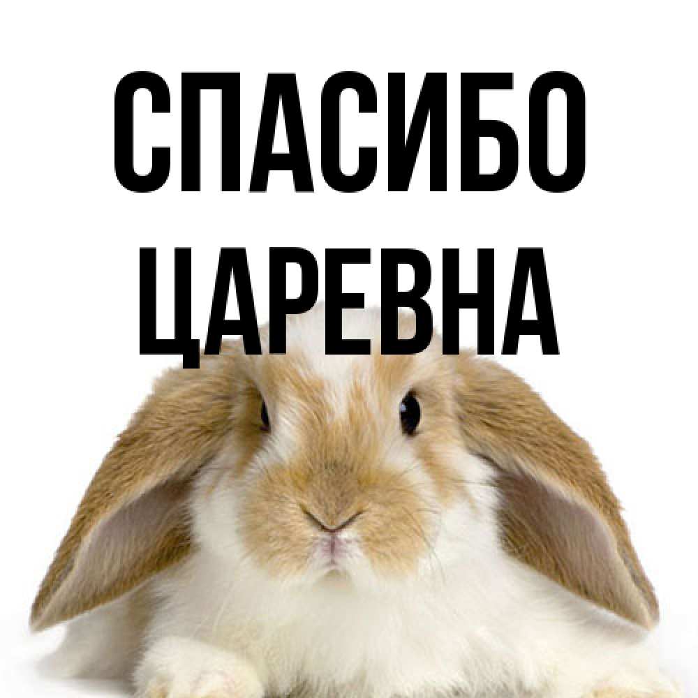 Открытка на каждый день с именем, царевна Спасибо коричнево белый заяц Прикольная открытка с пожеланием онлайн скачать бесплатно 