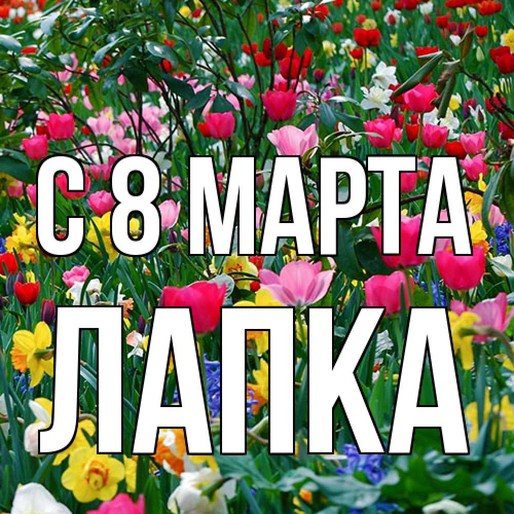 Открытка на каждый день с именем, лапка C 8 МАРТА с международным женским днем поздравления для женщины Прикольная открытка с пожеланием онлайн скачать бесплатно 