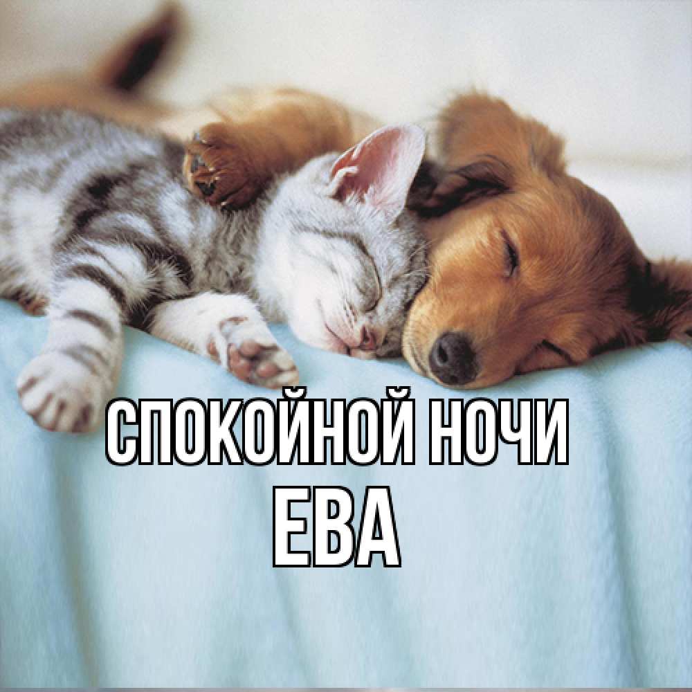 Открытка на каждый день с именем, Ева Спокойной ночи с животными Прикольная открытка с пожеланием онлайн скачать бесплатно 