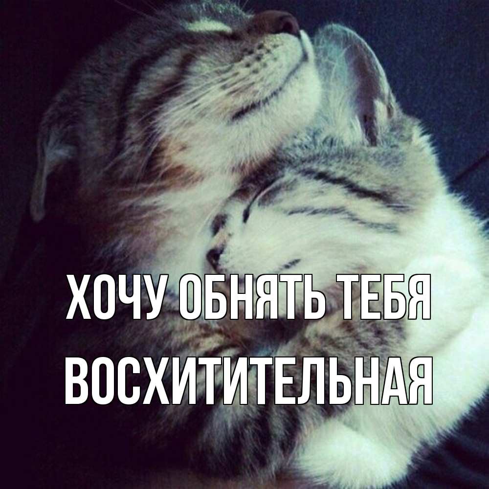 Открытка на каждый день с именем, восхитительная Хочу обнять тебя полосатики Прикольная открытка с пожеланием онлайн скачать бесплатно 