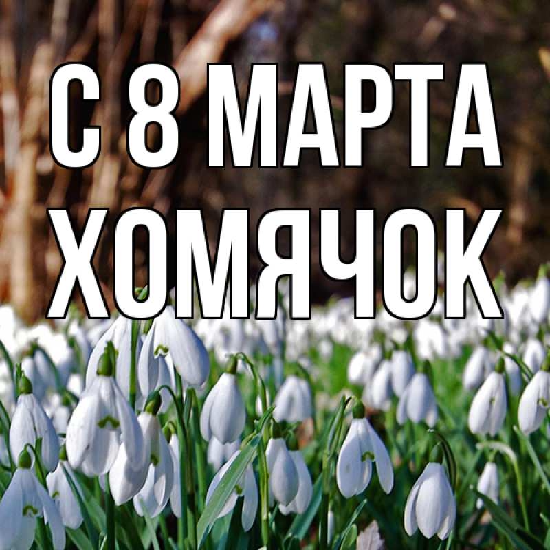 Картинка C 8 МАРТА, Хомячок