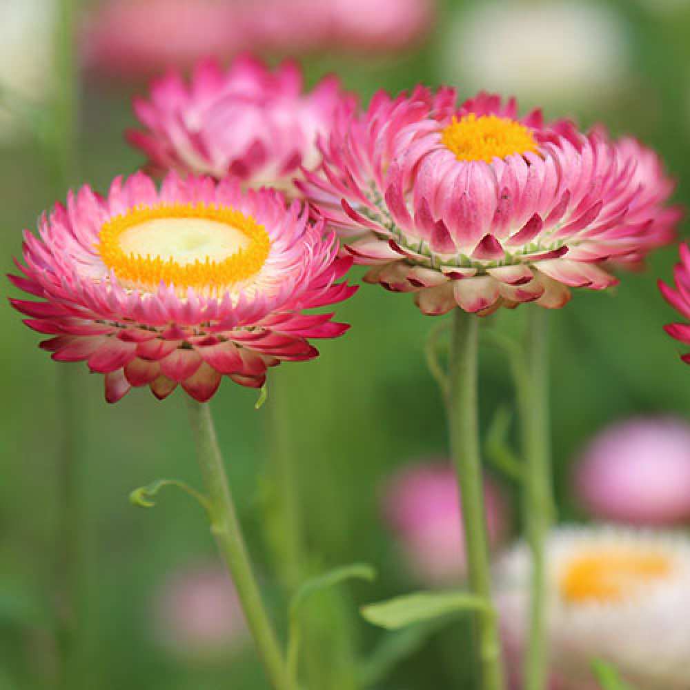 Открытка на каждый день с именем, Дарьюшка C 8 МАРТА подарок на международный женский день Прикольная открытка с пожеланием онлайн скачать бесплатно 