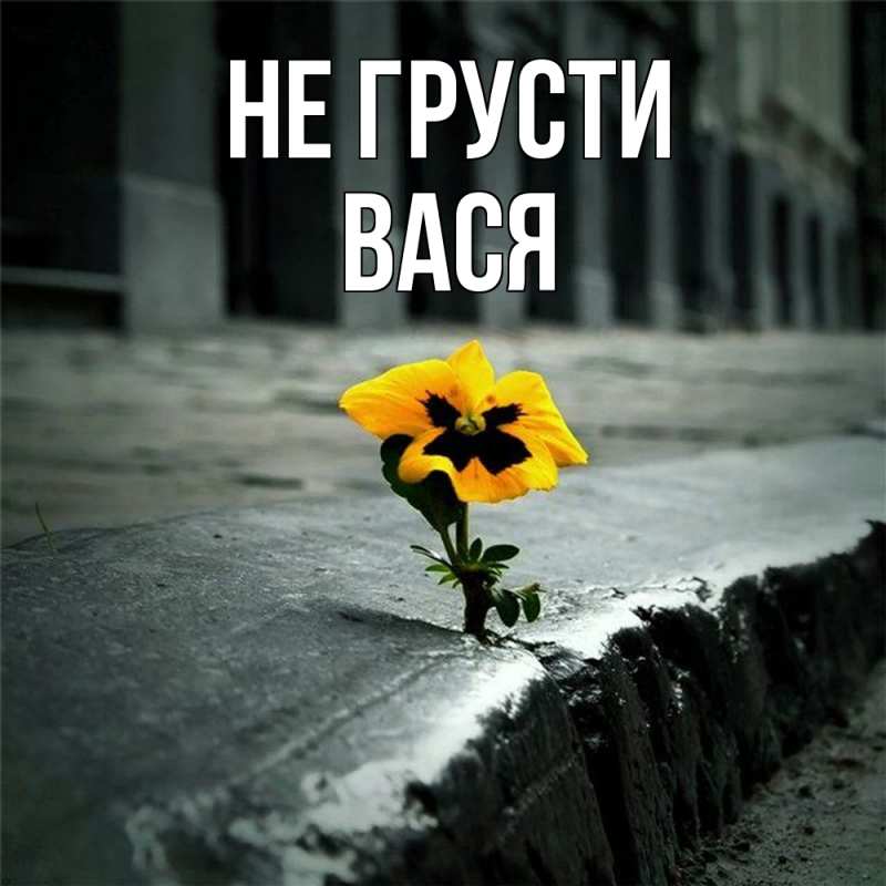 Картинка Не грусти, Вася