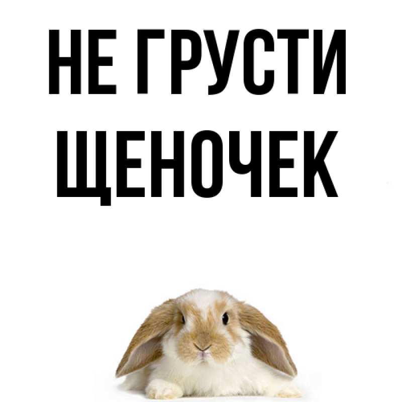 Картинка Не грусти, Щеночек