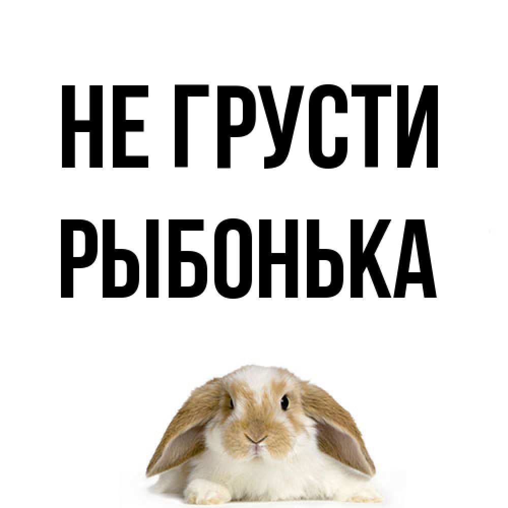 Открытка на каждый день с именем, Рыбонька Не грусти коричнево белый заяц с большими ушками Прикольная открытка с пожеланием онлайн скачать бесплатно 