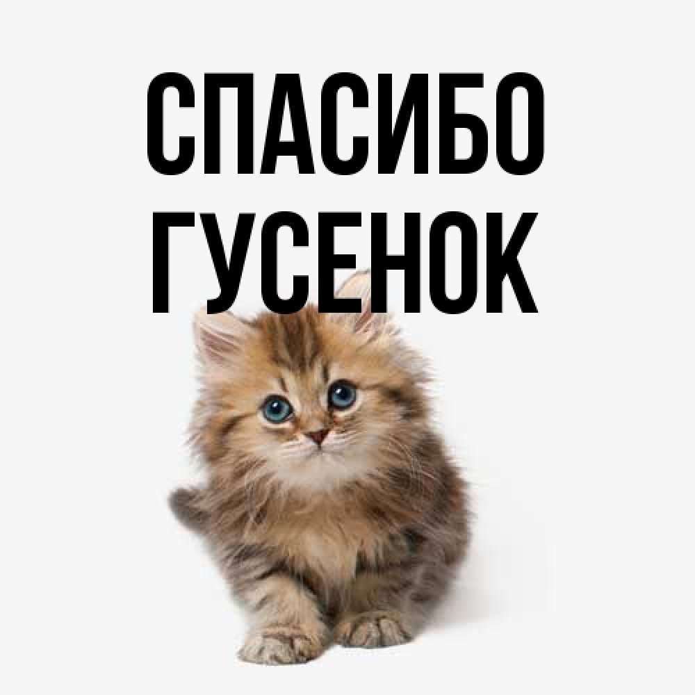 Открытка на каждый день с именем, гусенок Спасибо пушистый котик Прикольная открытка с пожеланием онлайн скачать бесплатно 