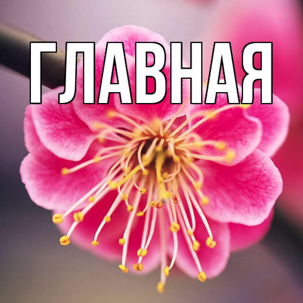 Открытка на каждый день с именем, настя Главная цветы Прикольная открытка с пожеланием онлайн скачать бесплатно 