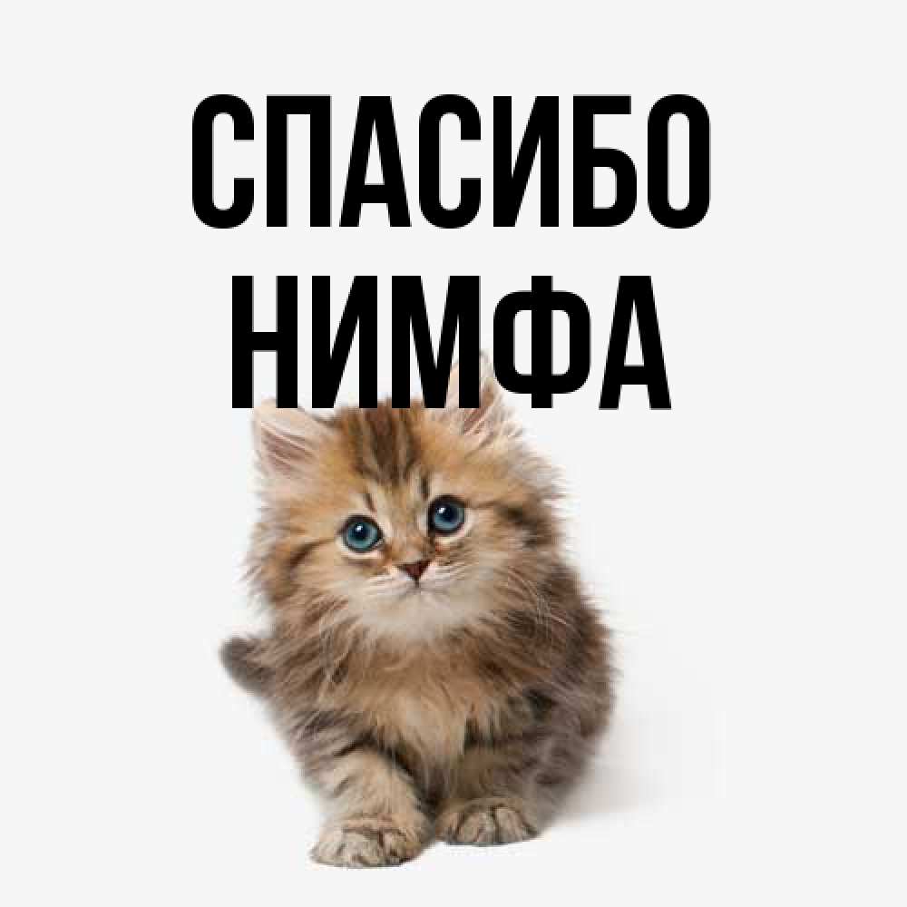 Открытка на каждый день с именем, Нимфа Спасибо пушистый котик Прикольная открытка с пожеланием онлайн скачать бесплатно 