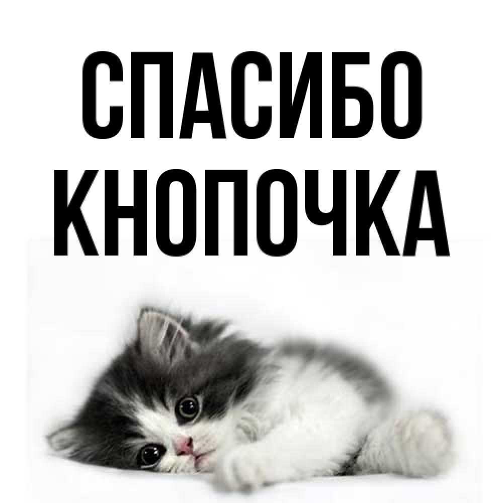 Открытка на каждый день с именем, Кнопочка Спасибо черный и белый кот Прикольная открытка с пожеланием онлайн скачать бесплатно 