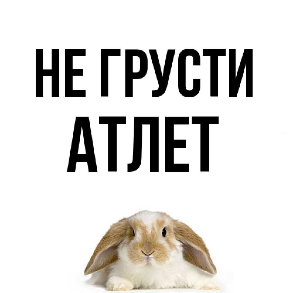 Открытка на каждый день с именем, Атлет Не грусти коричнево белый заяц с большими ушками Прикольная открытка с пожеланием онлайн скачать бесплатно 