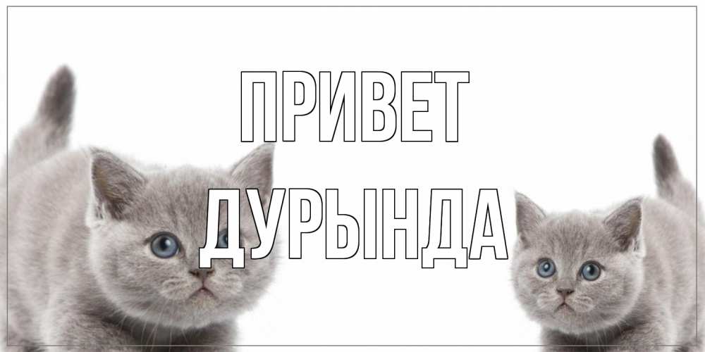 Открытка на каждый день с именем, Дурында Привет коты Прикольная открытка с пожеланием онлайн скачать бесплатно 