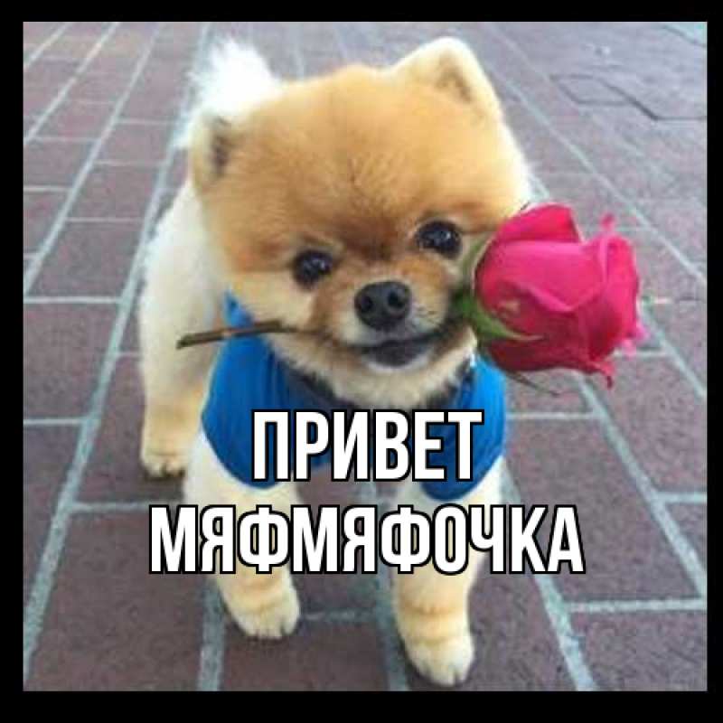 Картинка Привет, мяфмяфочка