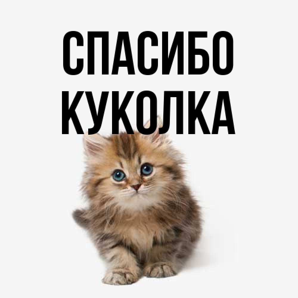Открытка на каждый день с именем, Куколка Спасибо пушистый котик Прикольная открытка с пожеланием онлайн скачать бесплатно 