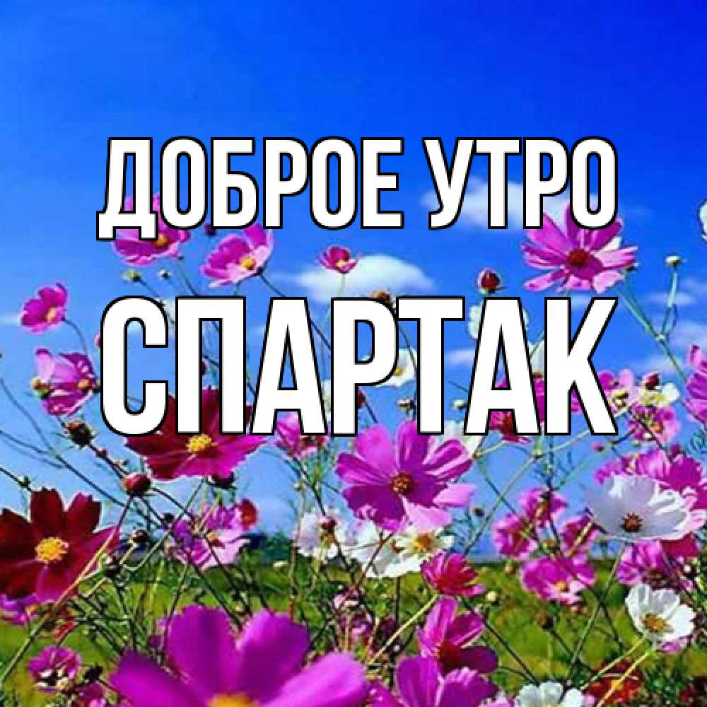 Открытка на каждый день с именем, Спартак Доброе утро сиреневые цветы Прикольная открытка с пожеланием онлайн скачать бесплатно 