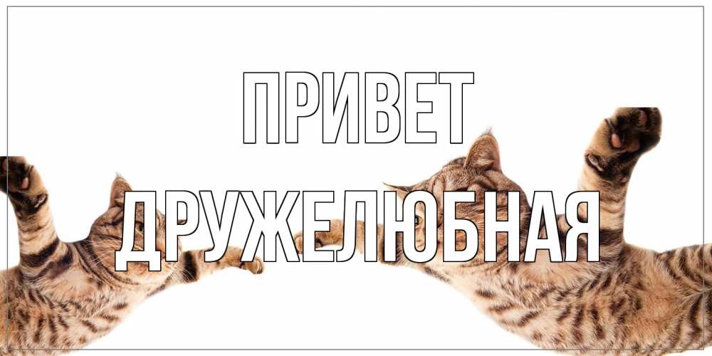 Открытка на каждый день с именем, Дружелюбная Привет кот Прикольная открытка с пожеланием онлайн скачать бесплатно 